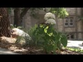 Centennial garden hydrangeas